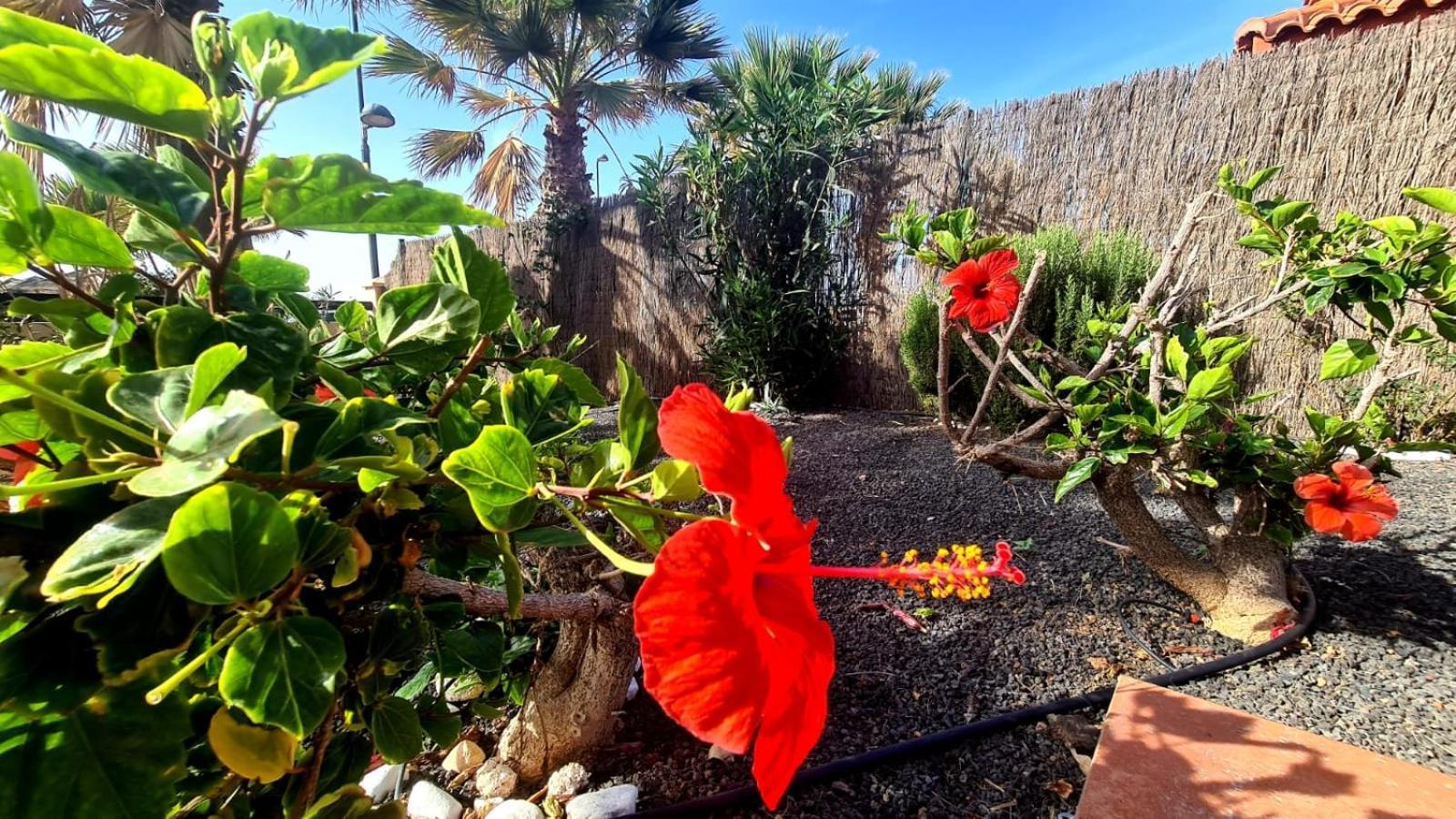 Green Ocean House - Origo Mare Lajares Bagian luar foto